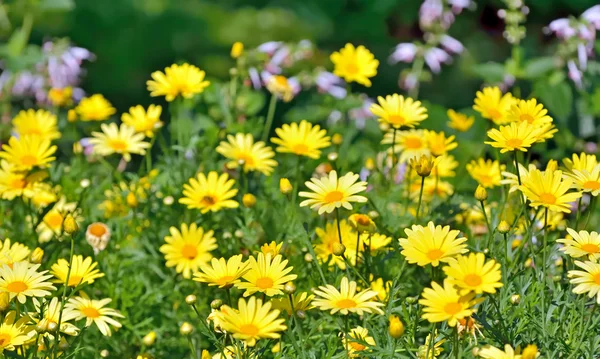 Golden Marguerite, Anthemis tinctoria — Stock fotografie