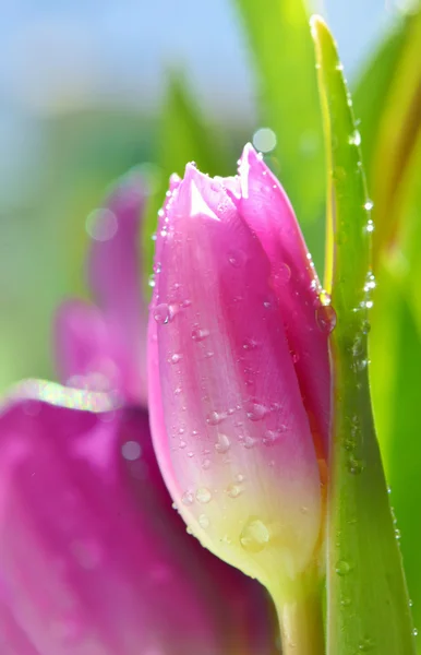 Крупним планом фіолетові тюльпани — стокове фото