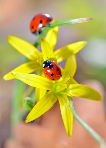 Due coccinelle rosse — Foto Stock