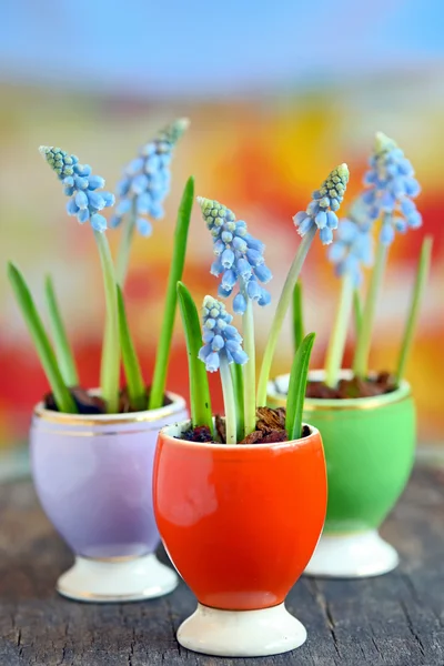 Muscari botryoides çiçek 