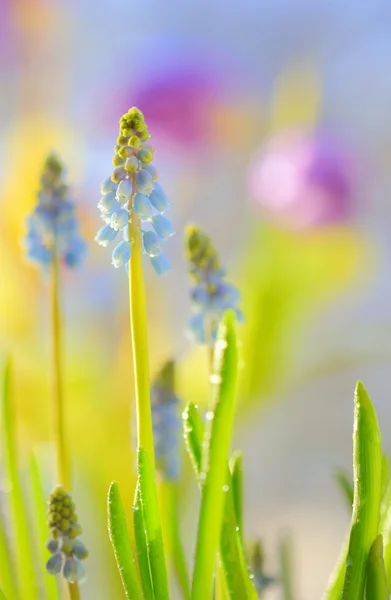 Muscari neglectum Blüten — Stockfoto