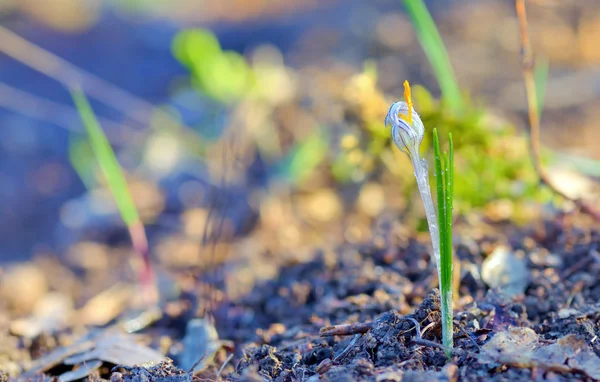 Champ avec crocus blancs — Photo