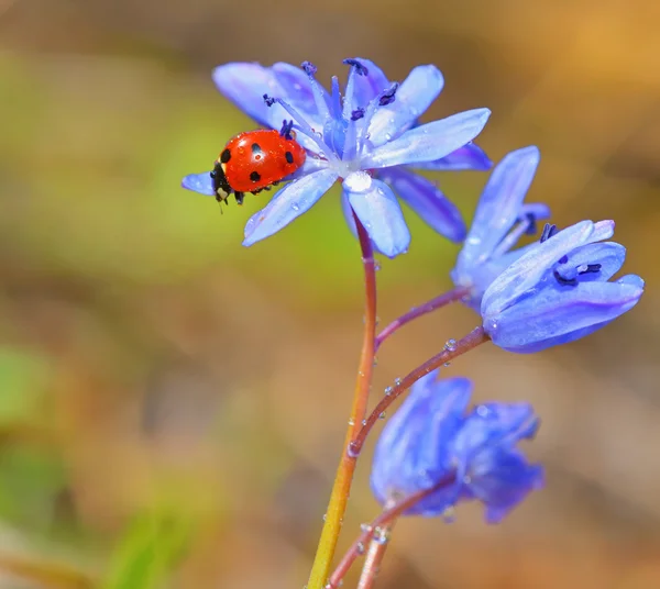 Joaninha em flores violetas na primavera — Fotografia de Stock