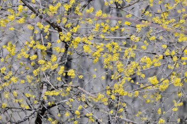 Flowering dogwoods  Cornus mas clipart