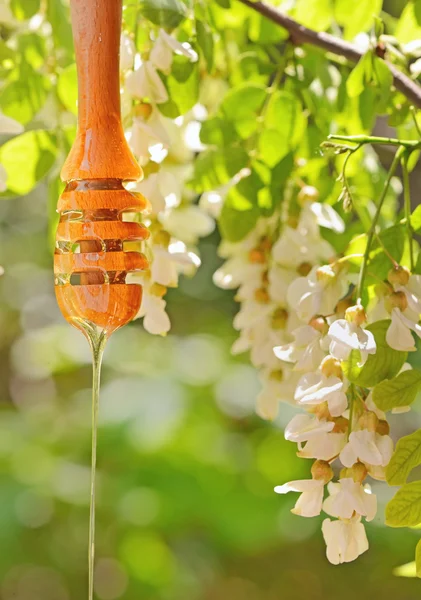 Miel de acacia — Foto de Stock