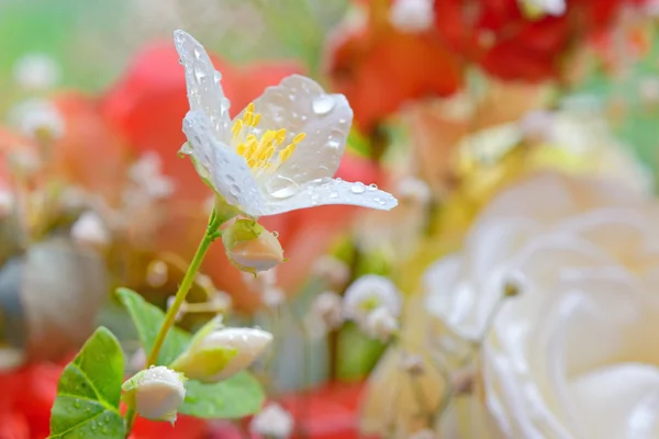 Jasmijnbloemen — Stockfoto