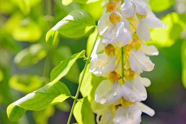 Miel de robinia con flores de acacia — Foto de Stock