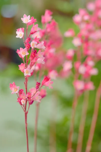 Branch roze sterren bloem — Stockfoto