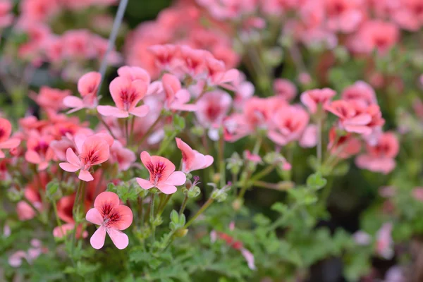 Geranios bicolor rosados — Foto de Stock