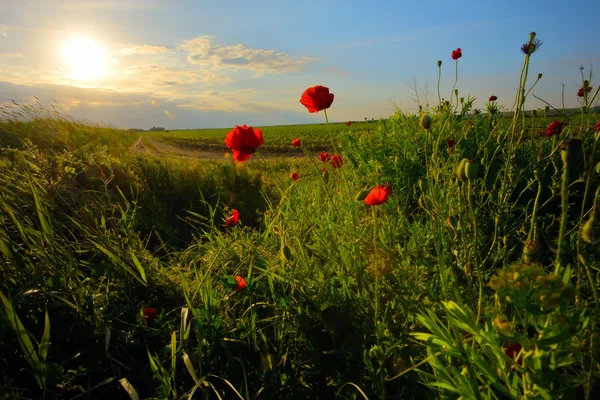 Field with green grass and red poppies — Stock Photo, Image