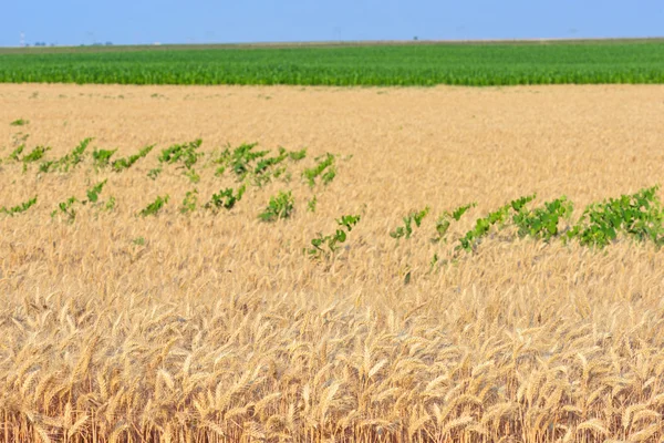 Campo di grano dorato — Foto Stock