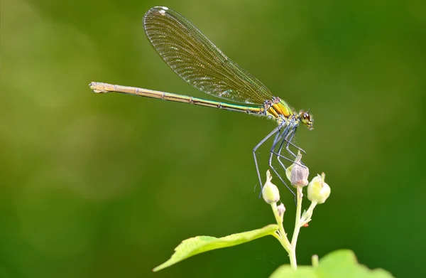 Dragonfly in forest — Stock Photo, Image