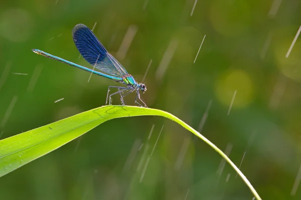Dragonfly in forest — Stock Photo, Image