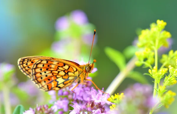 Farfalla (Polyommatus ) — Foto Stock