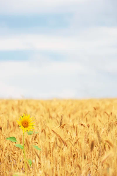 Sunflower in cereal field — Stock Photo, Image