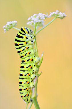 Papilio machaon tırtıl