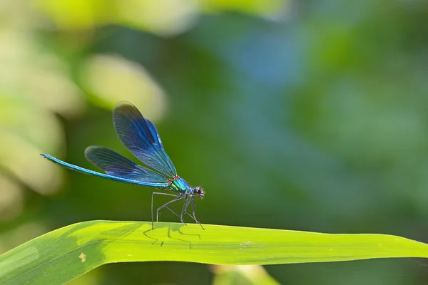 Libelle im Wald — Stockfoto