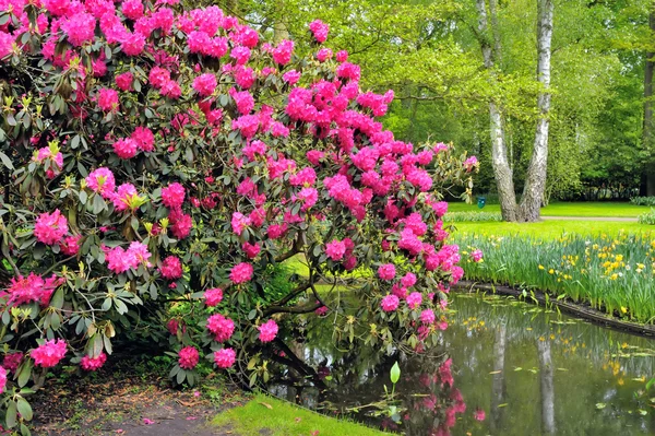 Yeşil park Keukenhof — Stok fotoğraf