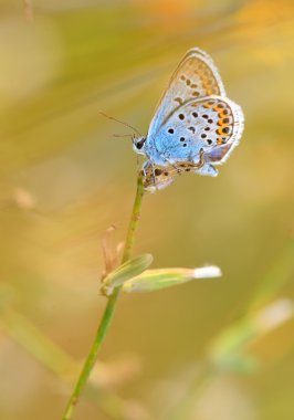 Plebejus argyrognomon