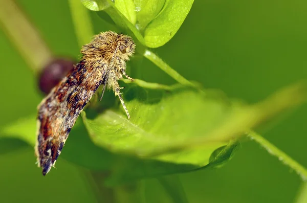 Farfalla di falena zingara — Foto Stock