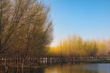 Tuna nehrinin yanındaki bahar ormanı gün batımında