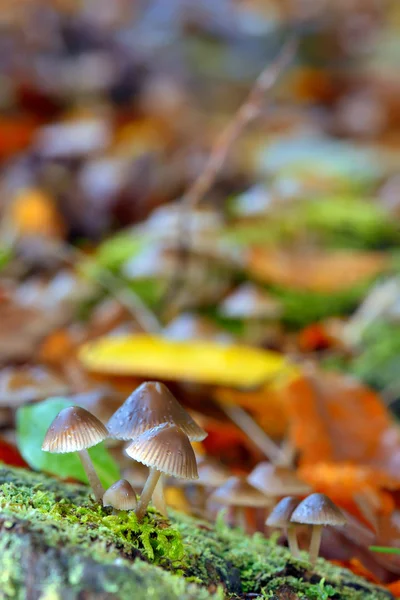 Cogumelo florestal na madeira — Fotografia de Stock
