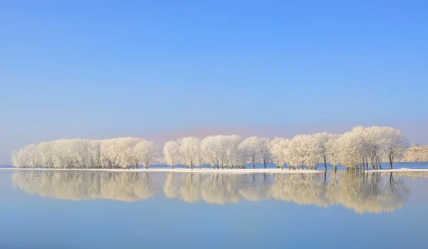 Reflectie van winter bomen Rechtenvrije Stockfoto's