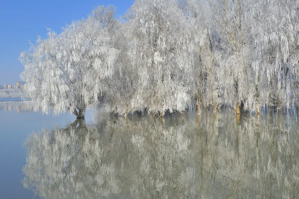 Soğuk kış, ağaçlar — Stok fotoğraf