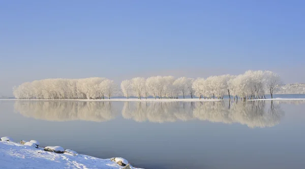 Winterbäume mit Frost bedeckt lizenzfreie Stockfotos