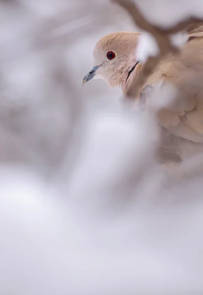 Eurasiska krage-dove — Stockfoto