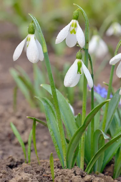 Flores de primavera gotas de neve — Fotografia de Stock