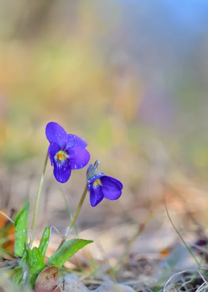 Viola odorata květiny kvetoucí — Stock fotografie