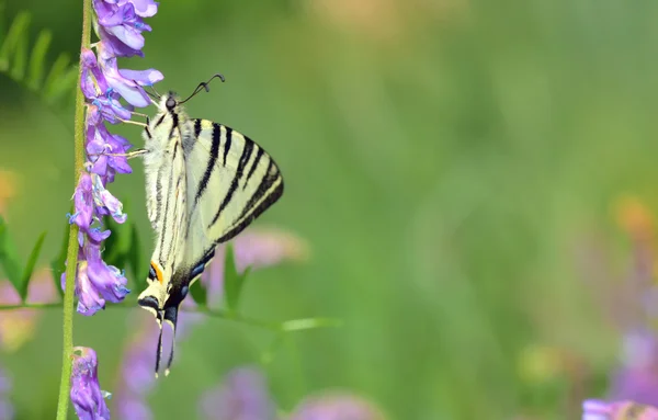 Cauda de andorinha escassa (Iphiclides podalirius ) — Fotografia de Stock