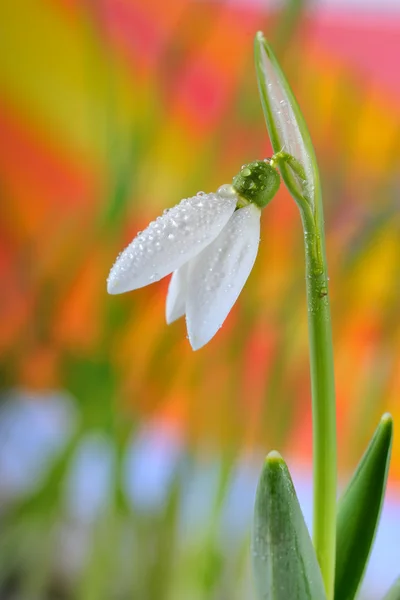 Gotas de nieve y agua — Foto de Stock