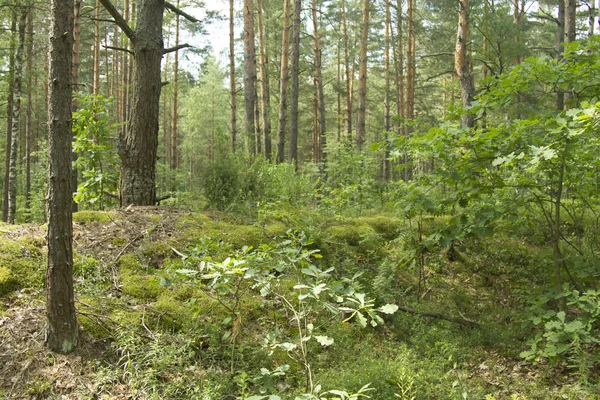 Green spruce forest — Stock Photo, Image