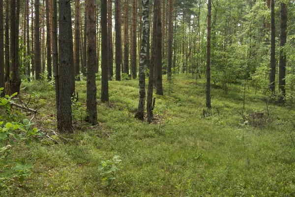 Green spruce forest — Stock Photo, Image