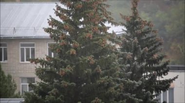 Pencerenin önünde tümsekleri olan büyük bir ladin rüzgarda sallanıyor..