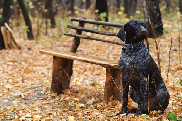 Vahşi köpek sonbahar ormanında bir bankın yanında sahibini bekliyor.