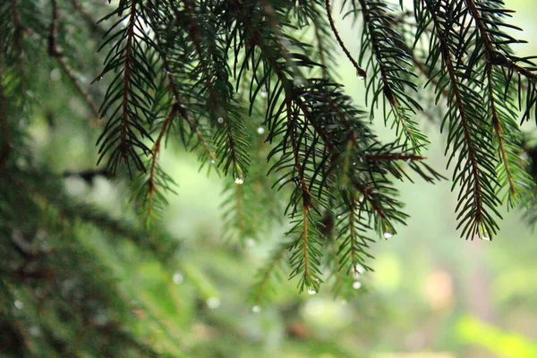 Its a beautiful background. A branch of the christmas tree on a blurred background. — Stock Photo, Image