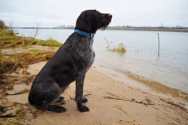 Полювання на собаку німецької породи Drathaar на березі водосховища. — стокове фото