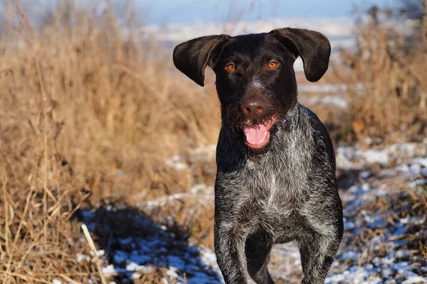 Duitse dopinghond Drathaar op jacht in de winter. — Stockfoto