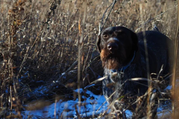 Een werkhond van het Duitse jachtras Drathaar op jacht in het veld. — Stockfoto