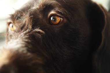 Safkan bir köpeğin namlu ağzı çok yakındır..