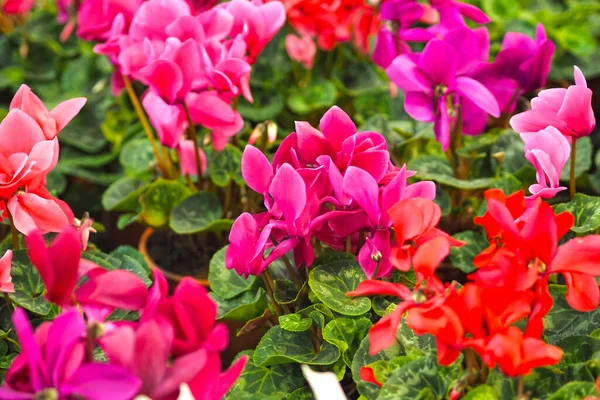 Fundo de flores frescas. Planta doméstica. Venda de flores na loja. — Fotografia de Stock