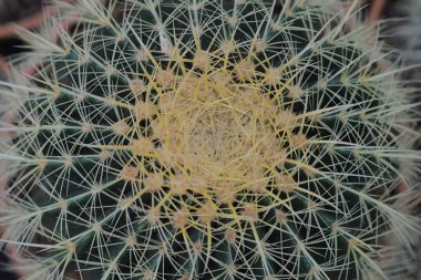 Büyük yeşil kaktüs, izole edilmiş, yakın plan..