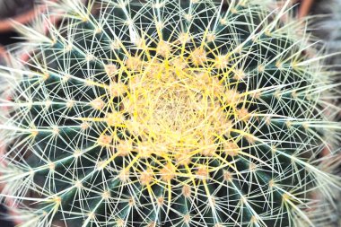 Büyük yeşil kaktüs, izole edilmiş, yakın plan..