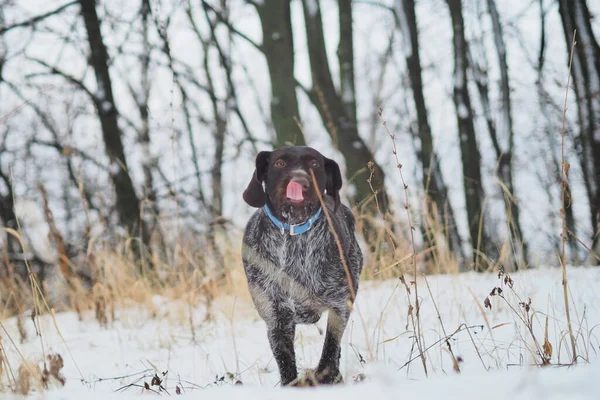 Hunting dog in the winter in the forest. German Drathaar.