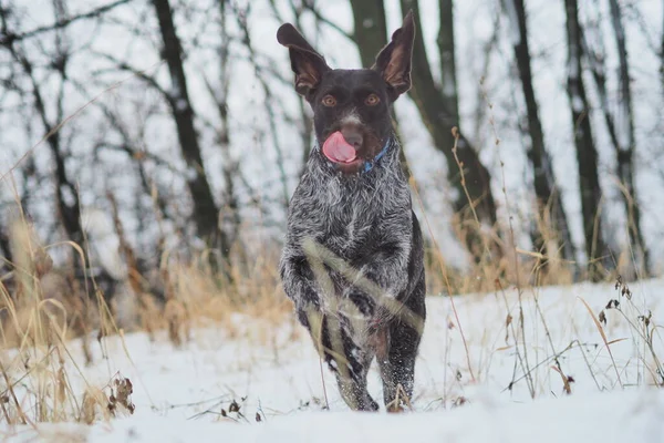 Kışın ormanda av köpeği avlamak. Alman Drathaar.