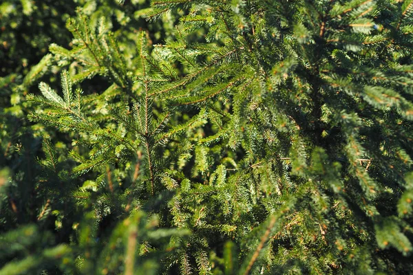 A green Christmas tree. Its a beautiful background. Wildlife. — Stock Photo, Image