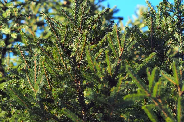 Een groene kerstboom. Het is een prachtige achtergrond. Wilde dieren. — Stockfoto